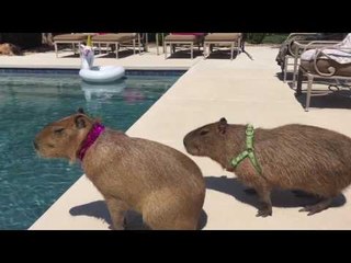 Pair of Capybaras Enjoy a Poolside Date
