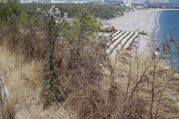 Antalya'da, Kadınlar Plajı'na Kamuflaj Görevi Gören Ağaçlar Kurudu