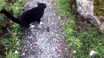 Perdu en pleine montagne, il est guidé par un chat jusqu'à la vallée