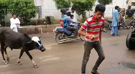 Cow getting bath at a workshop