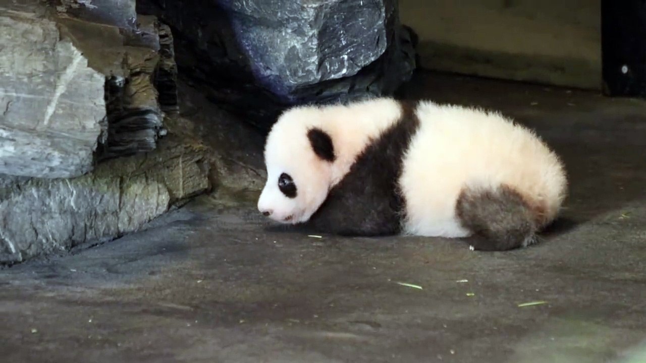 Le bébé panda de Pairi Daiza fait ses premiers pas