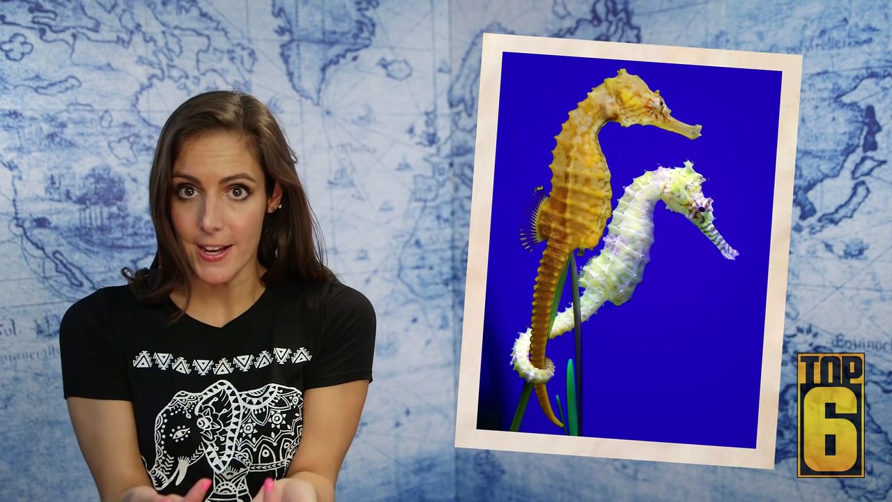 Top 6 Ridiculously Cute Animal Facts