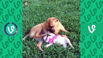 Ultimate Cute Animal Vines Compilation 2016 - Funny Animals Vine Videos (Part 2)