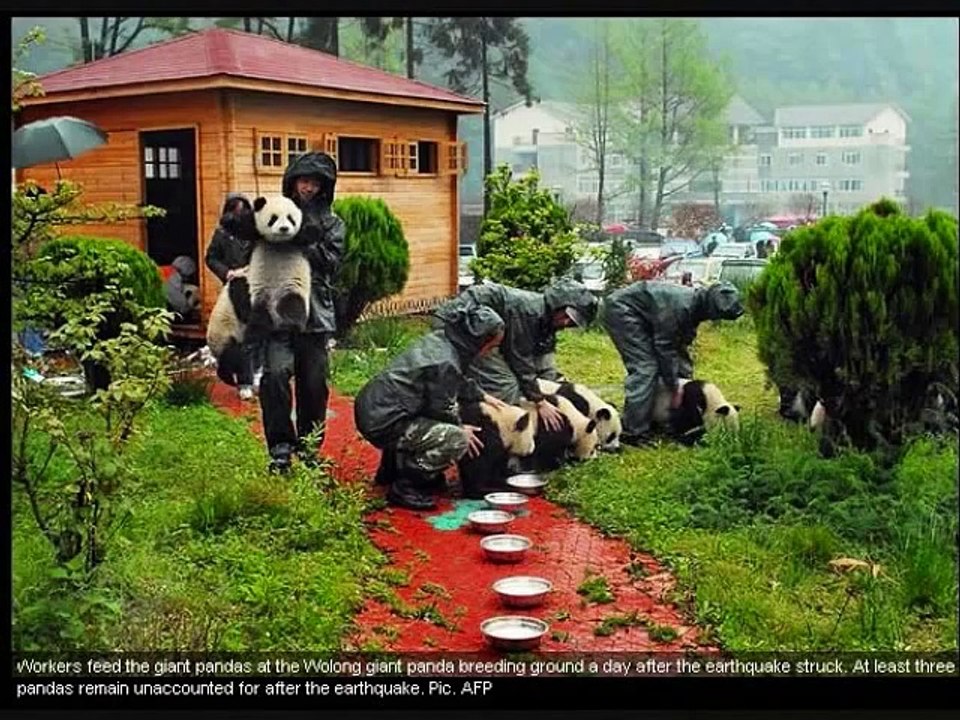 Very cute pandas ^-^