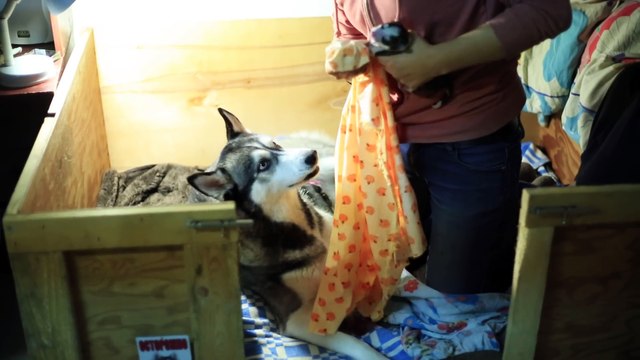 Хаски рожает очень мило Husky bears very cute