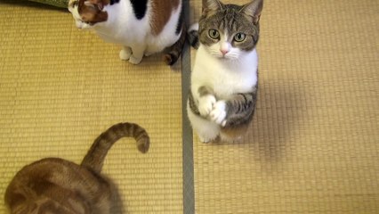 おやつちょうだい！可愛い猫のおねだり Cute Cat Begging for Fish Treats
