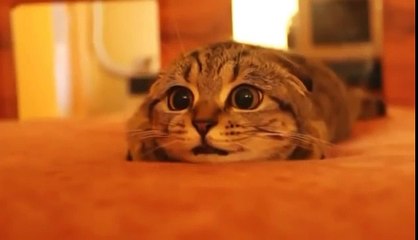 ホラー映画を見ている猫が超かわいい Super cute cat watching a horror movie - YouTube