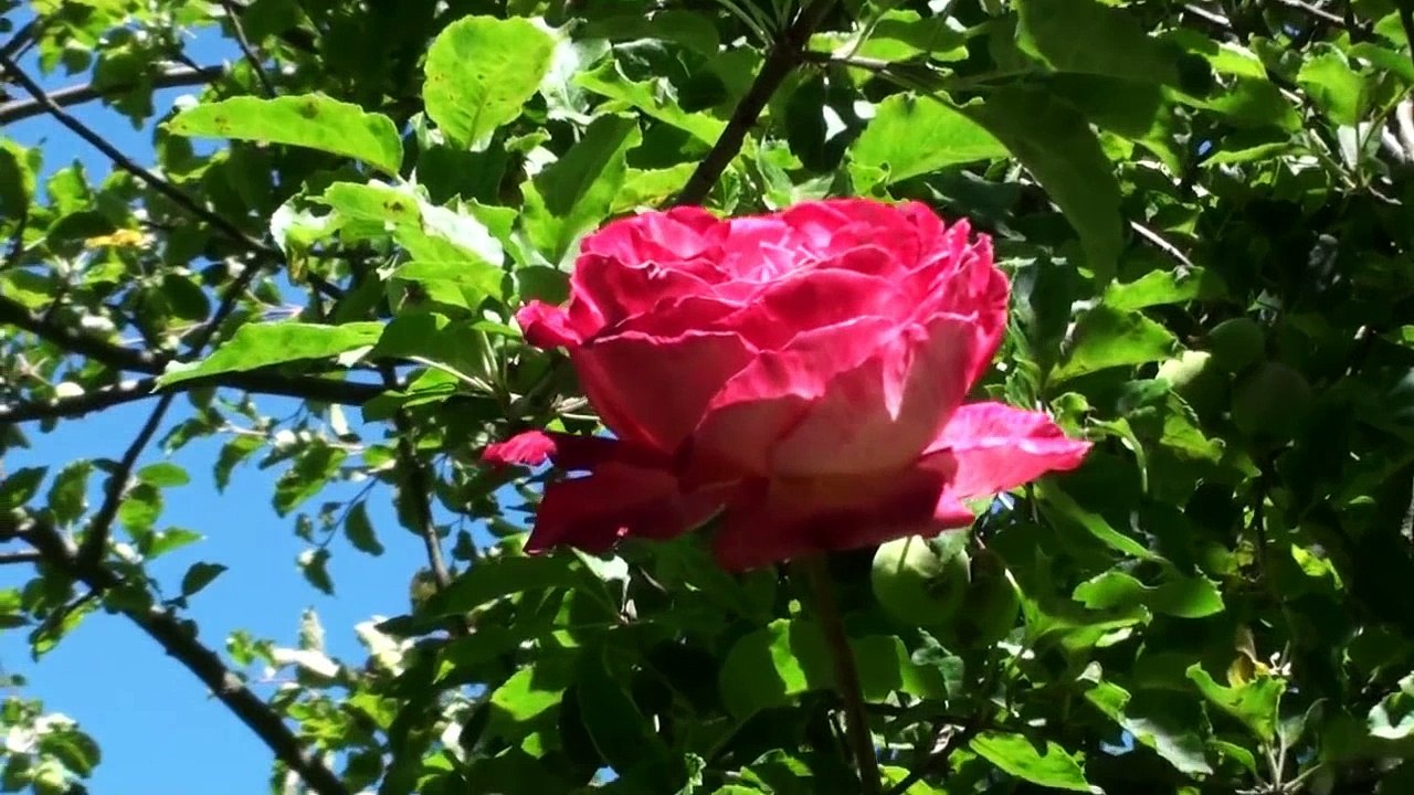 IT IS important to be called ROSE