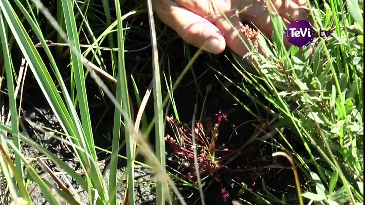 Les tourbières des marais du Cotentin et du Bessin