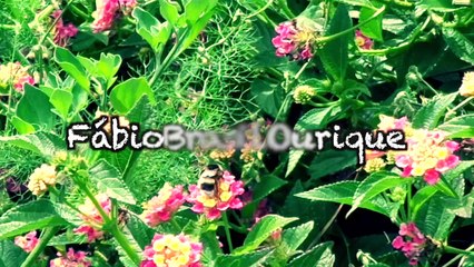 3º dia São Jorge tesouro