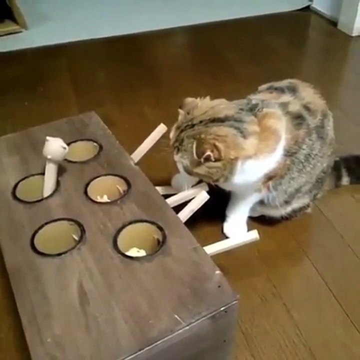 FUNNY CAT VIDEOS