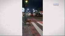 Cão atravessa avenida pela faixa em Vila Velha