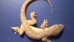 Time lapse - whole gecko eaten by ants in just a few hours!