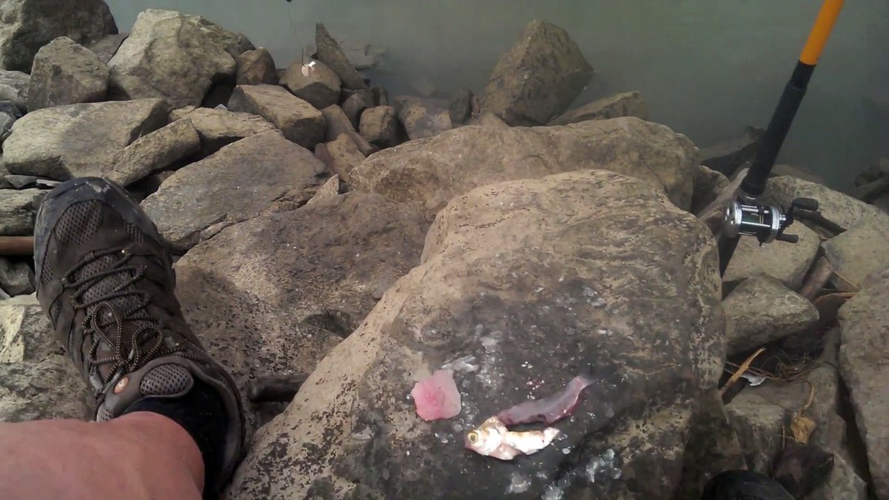 Regardez comment ce pecheur attrape un serpent... En mode charmeur!