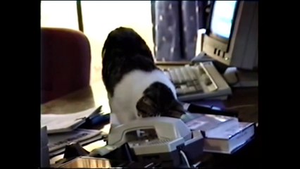 Funny cats compilation 2016 #1 - The reason we love cats