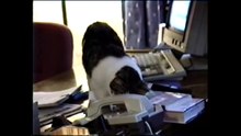 Funny cats compilation 2016 #1 - The reason we love cats