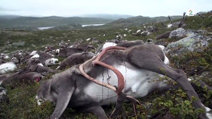 323 Ren Geyiği Yıldırım Çarpması Sonucu öldü