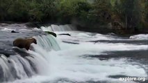 Mama Bear Saves Her Three Cubs!