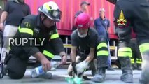 Mira al gato que hallaron con vida luego del fuerte terremoto en Italia