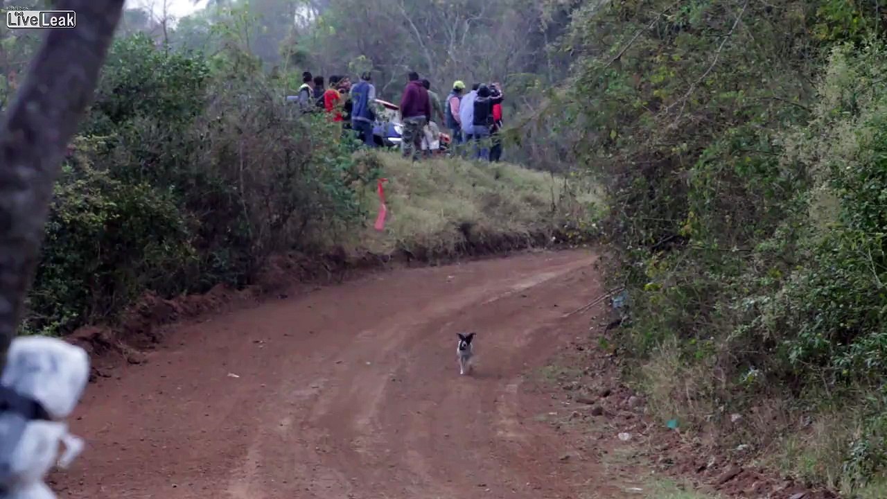 Luckiest Dog In The World