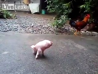 Piggie With No Hind Legs