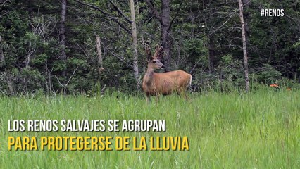 Un rayo: El culpable de la fulminante muerte de más de 300 renos en Noruega