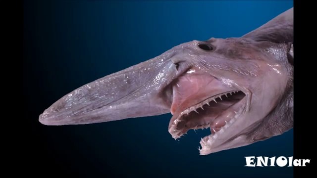 Tüyler Ürperten 10 Hayvan Türü