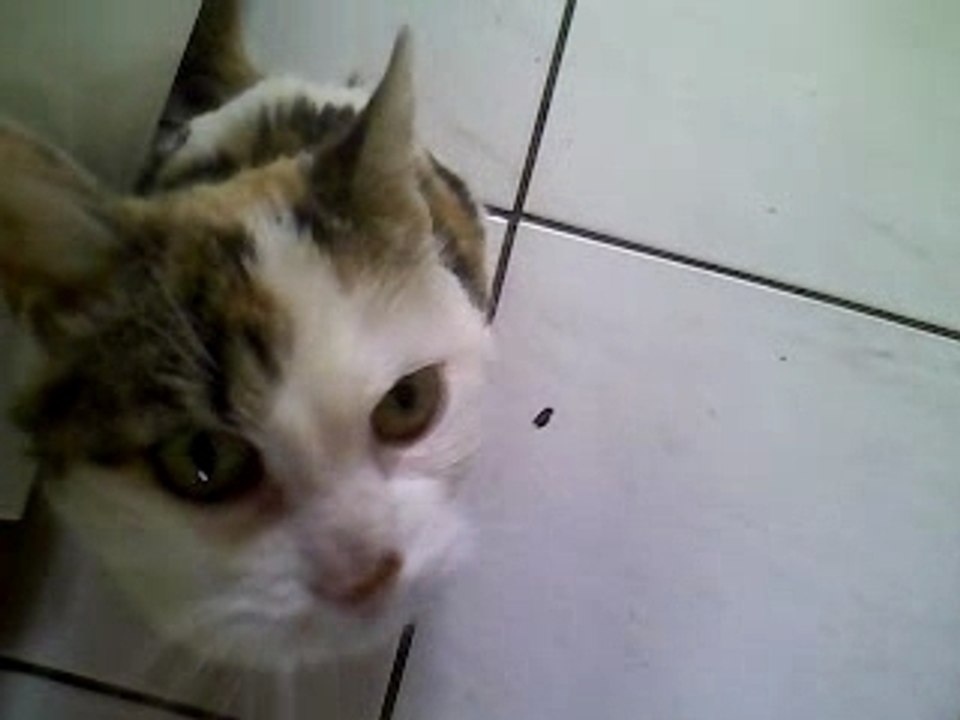 Schumacher le chat qui croasse