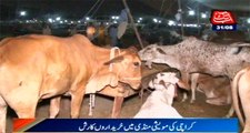 Karachi: Buyers Of Crowded Cattle Market