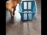 English Bulldog Dizzies Itself With Laundry Basket