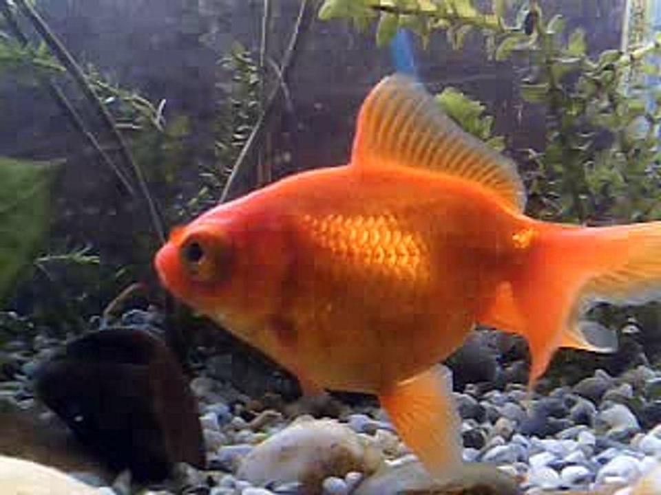 My Fish