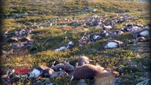 300 rennes décédés en norvege