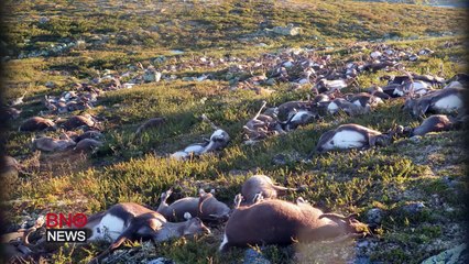 300 rennes décédés en norvege