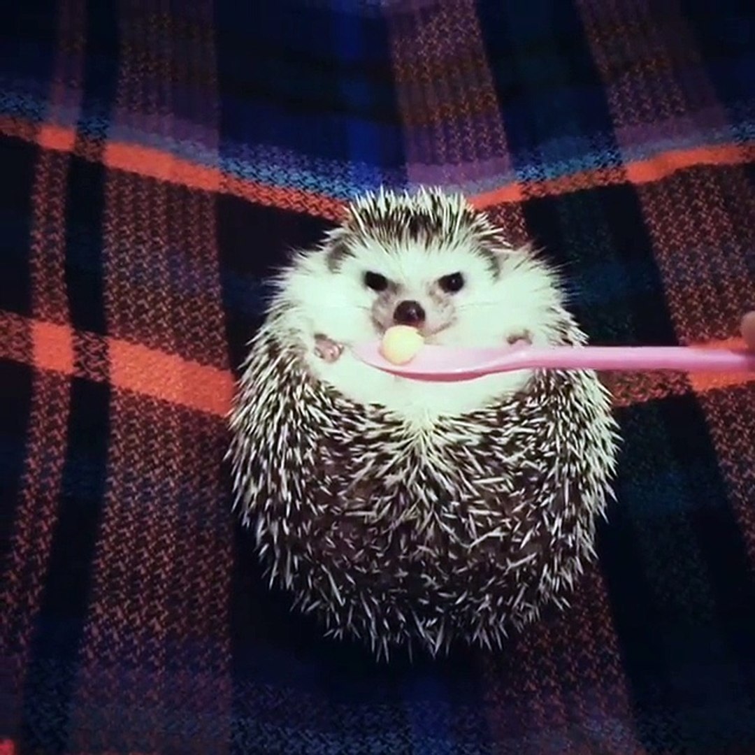 Cet Herisson Arrete De Bouder Pour Un Morceau De Pomme Trop Mignon Video Dailymotion