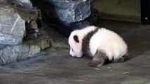 Premiers pas d'un panda de 3 mois dans un zoo !