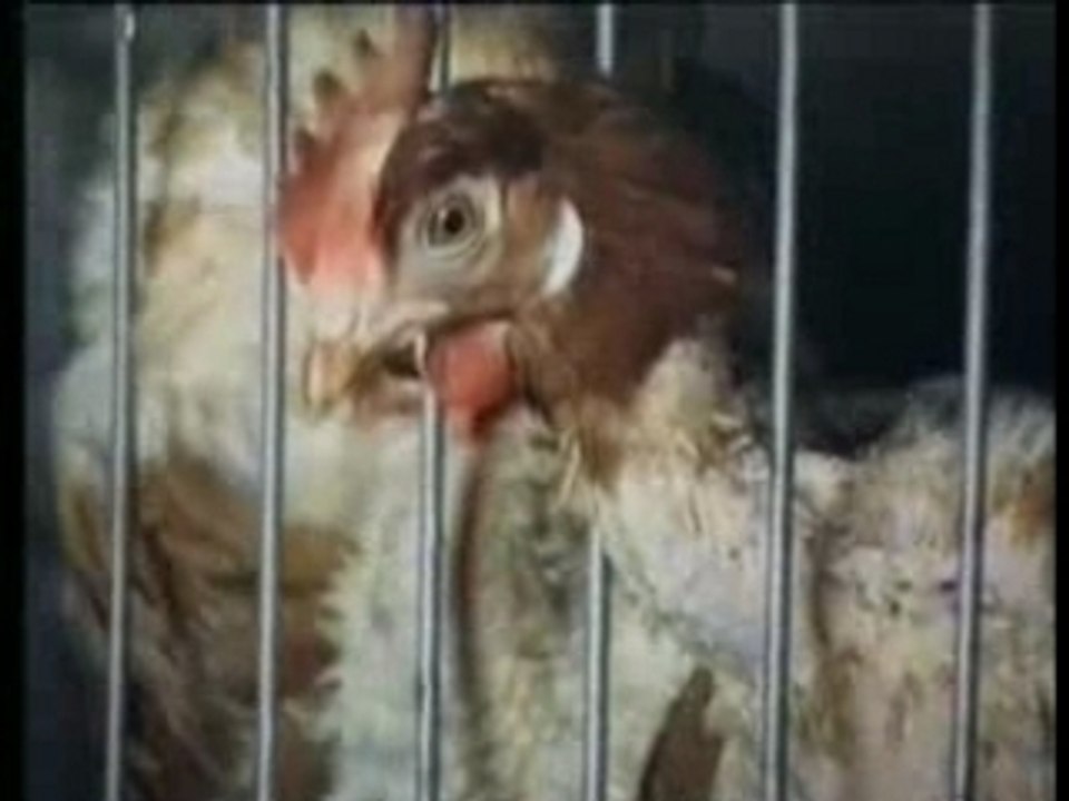 Poules-cages