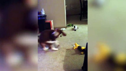 Cute Dog Catches His Tail