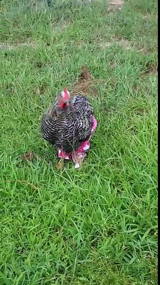 Juste un poulet qui porte un pantalon... Mais WTF - Vidéo Dailymotion