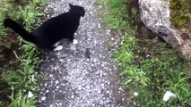Un randonneur perdu en montagne guidé par un chat jusqu à la vallée