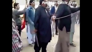 Dangerous Out of Control Camel Qurbani Lahore