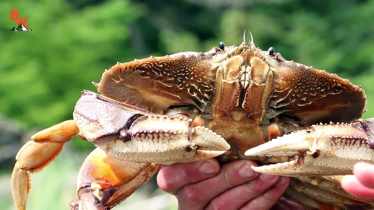 WORST Animal Bites!