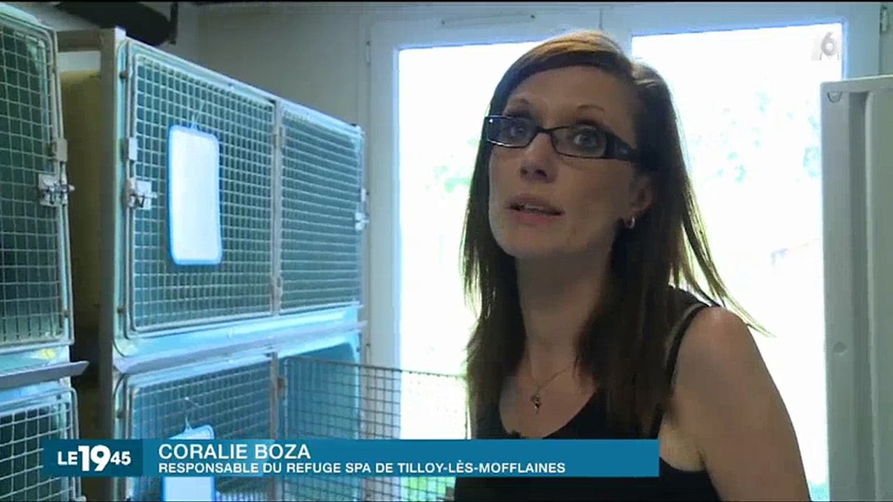 De plus en plus d'animaux abandonnés en France - Regardez