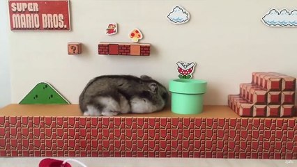 Un hamster passe le premier niveau de Super Mario en vrai