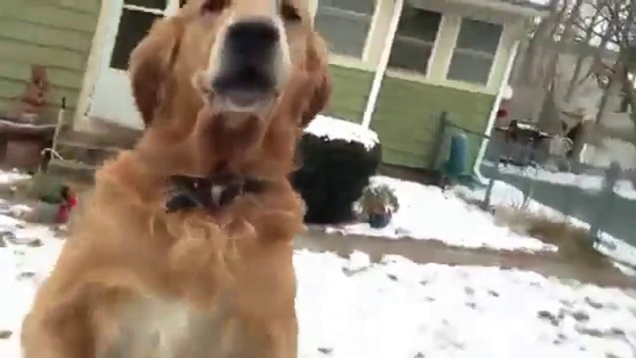 Ce chien adore les facteurs