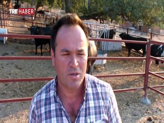 Ayvacık'ta 1,2 tonluk boğa alıcı bekliyor