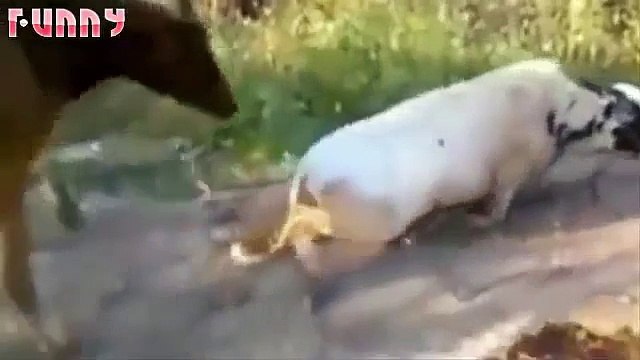 funny videos 2015 - funny pranks - Try not to laugh or grin challenge HARDEST VERSION