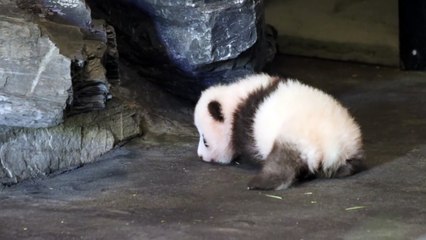 Le bébé panda de Pairi Daiza fait ses premiers pas