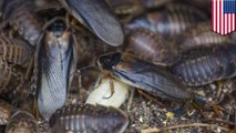 Une nuée de cafards volants s'abat sur la ville de New York