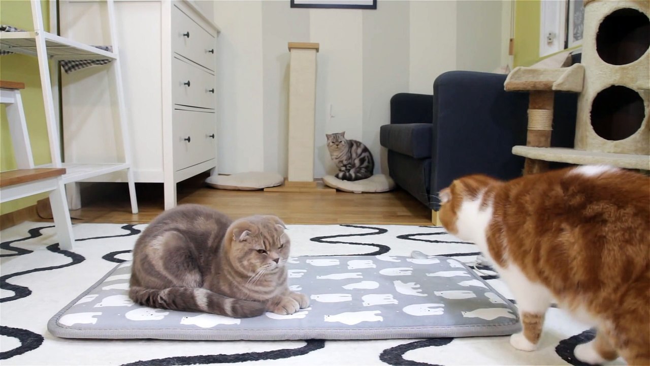 고양이들에게 전기방석을 깔아주다. Cute Cats on an Electric Heating Pad. 猫たちに電機座布団を敷いてやる[SURI&NOEL]