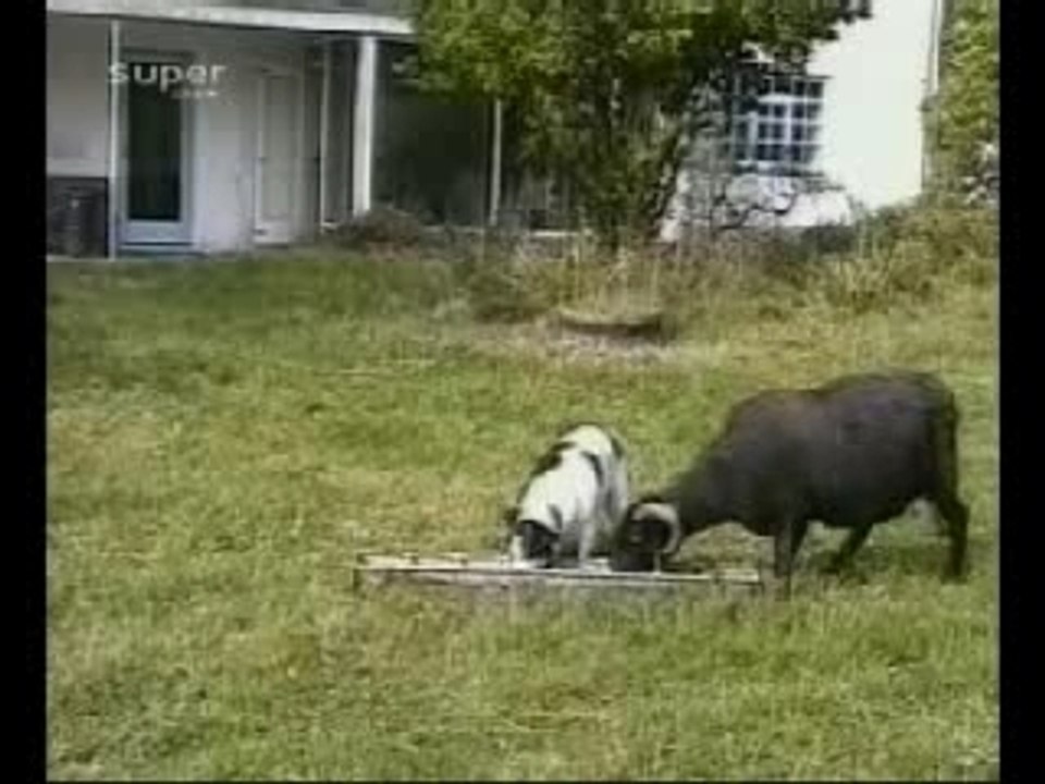 Run while you can